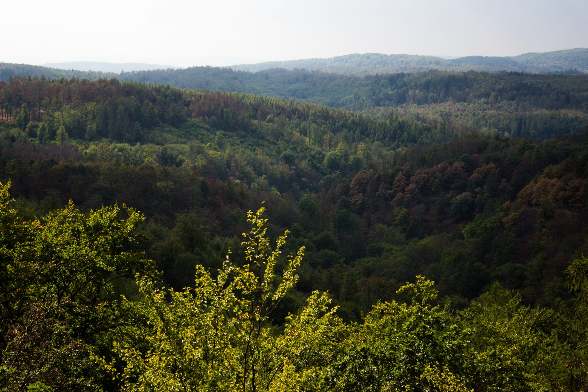 Drachenschlucht und Landgrafenschlucht - Schluchtentour bei Eisenach wandern, schöne weite Aussicht auf unendlich viel Wald, tolle Lichtstimmung