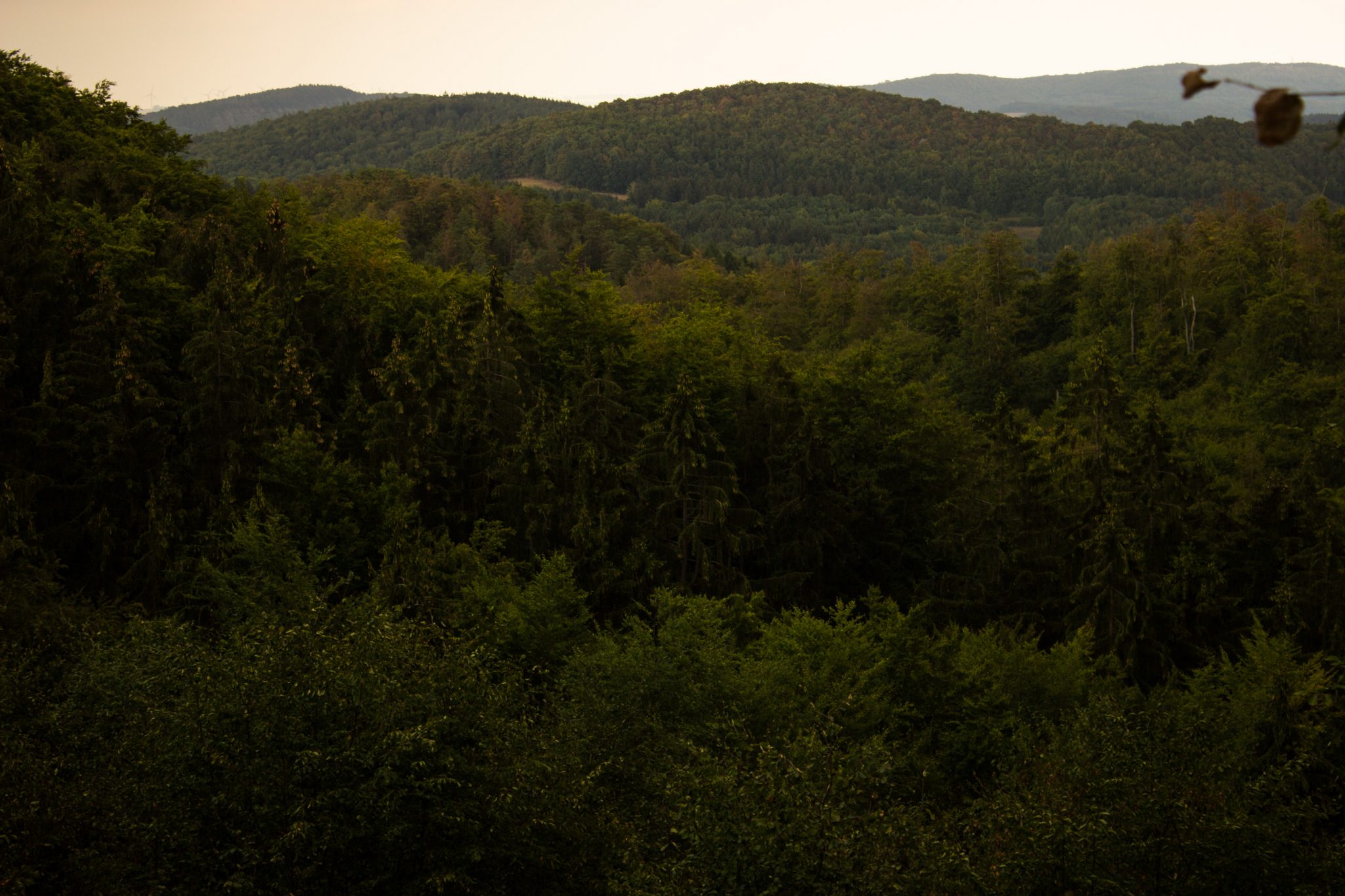 Drachenschlucht und Landgrafenschlucht - Schluchtentour bei Eisenach wandern, schöne Aussicht auf unendlich viel Wald