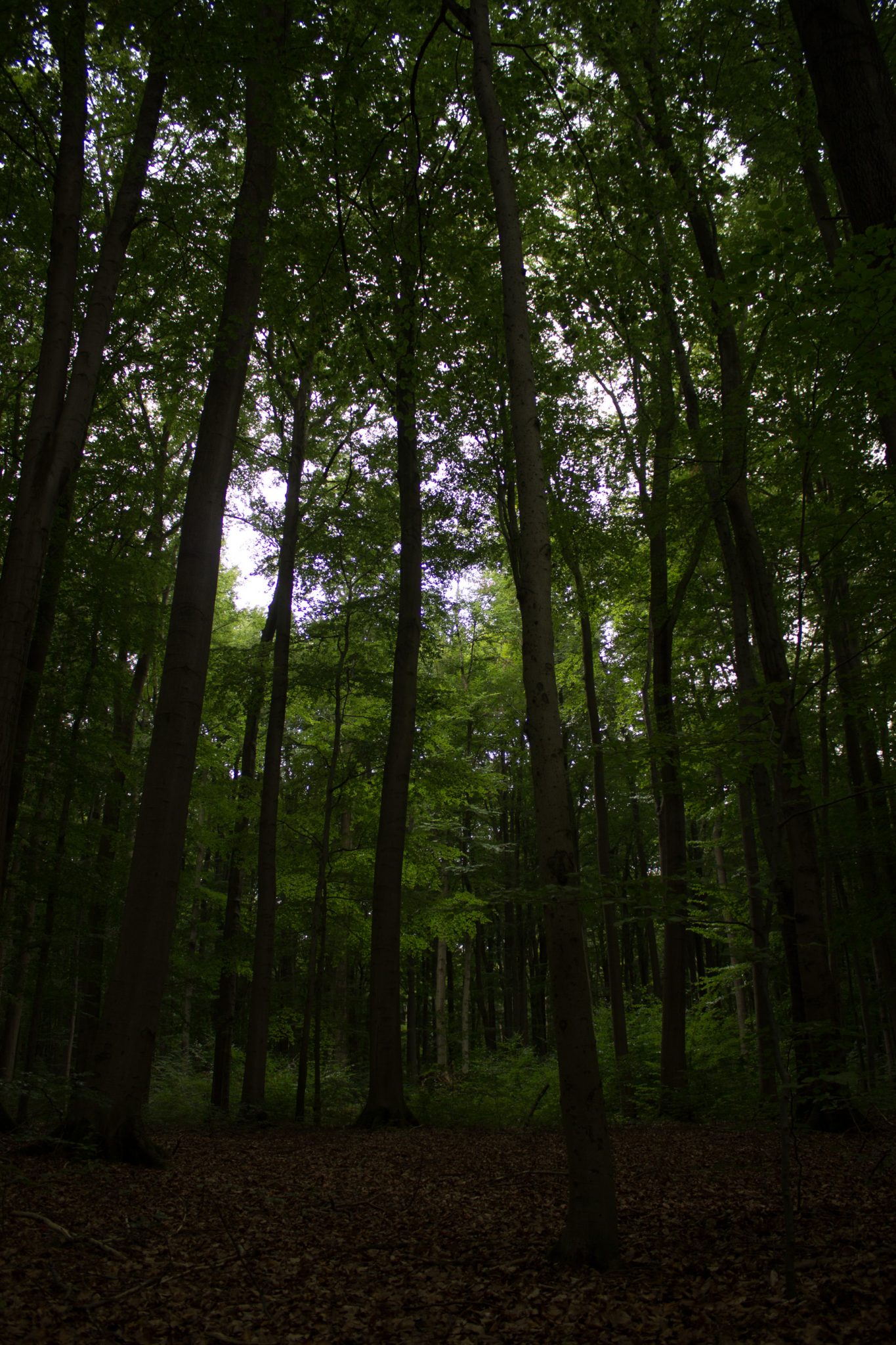 Nationalpark Hainich Saugrabenweg und Betteleichenweg wandern, dichter, ursprünglicher Buchenwald