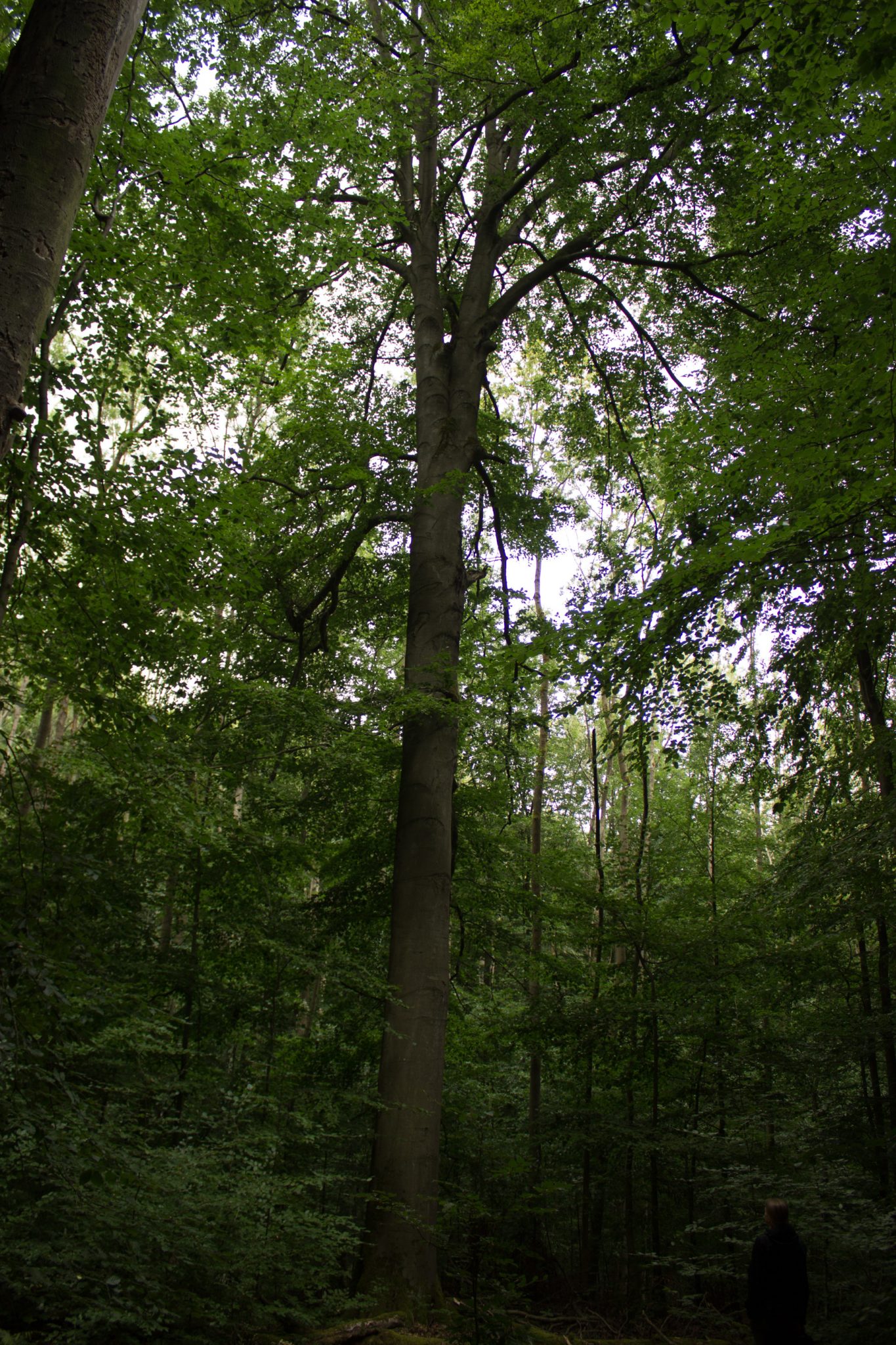 Nationalpark Hainich Saugrabenweg und Betteleichenweg wandern, dichter, ursprünglicher Buchenwald