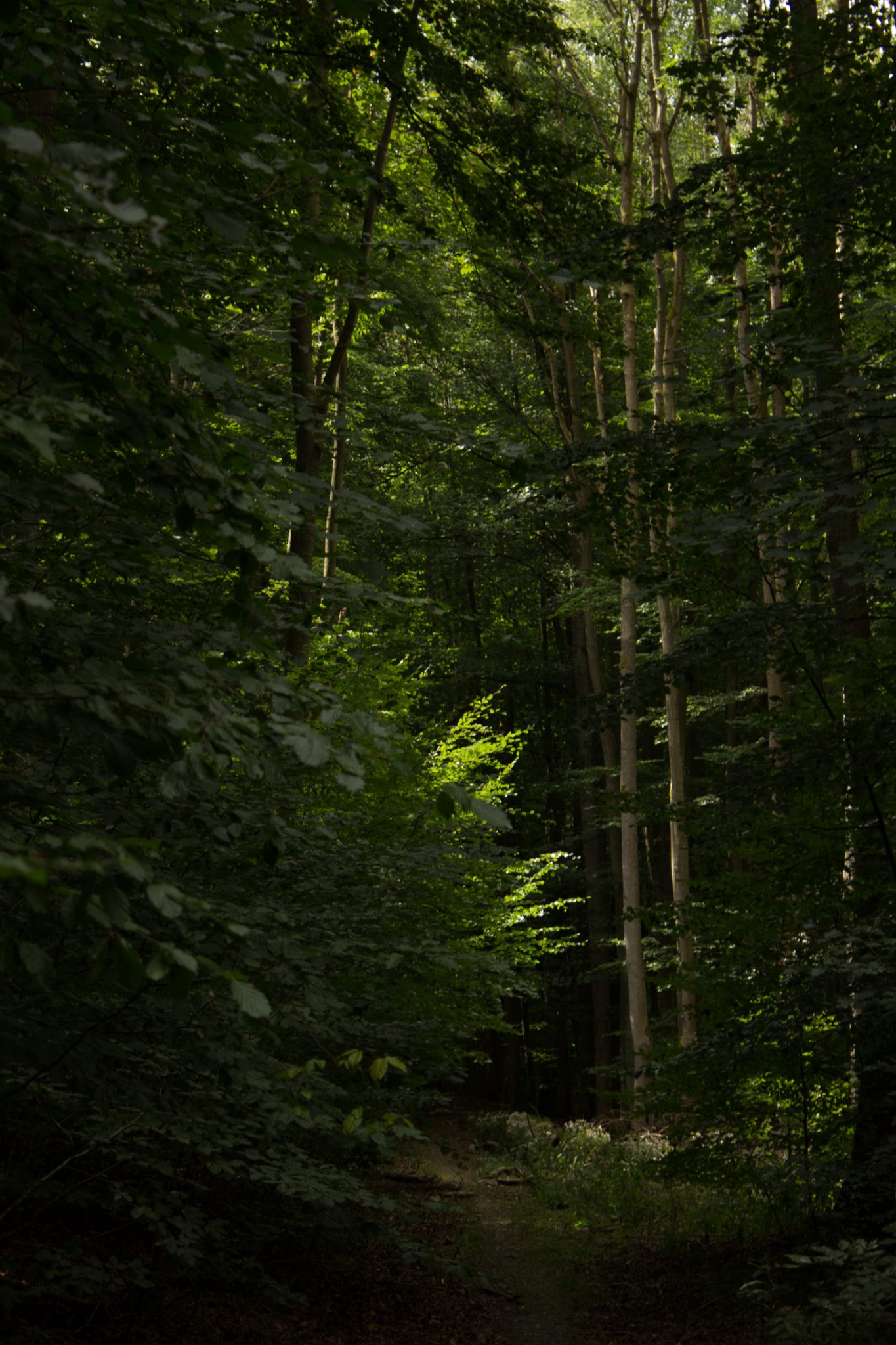 Nationalpark Hainich Saugrabenweg und Betteleichenweg wandern, dichter, ursprünglicher Buchenwald, sehr schmaler toller Pfad