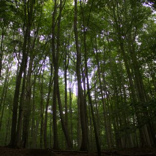 Nationalpark Hainich Saugrabenweg und Betteleichenweg wandern, dichter, ursprünglicher Buchenwald, tolle Atmosphäre
