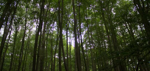 Nationalpark Hainich Saugrabenweg und Betteleichenweg wandern, dichter, ursprünglicher Buchenwald, tolle Atmosphäre