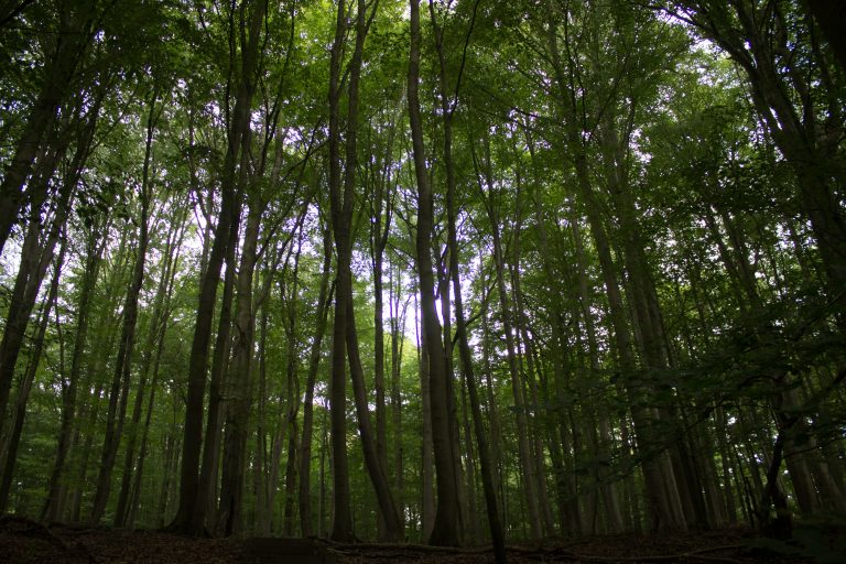 Nationalpark Hainich Saugrabenweg und Betteleichenweg wandern, dichter, ursprünglicher Buchenwald, tolle Atmosphäre