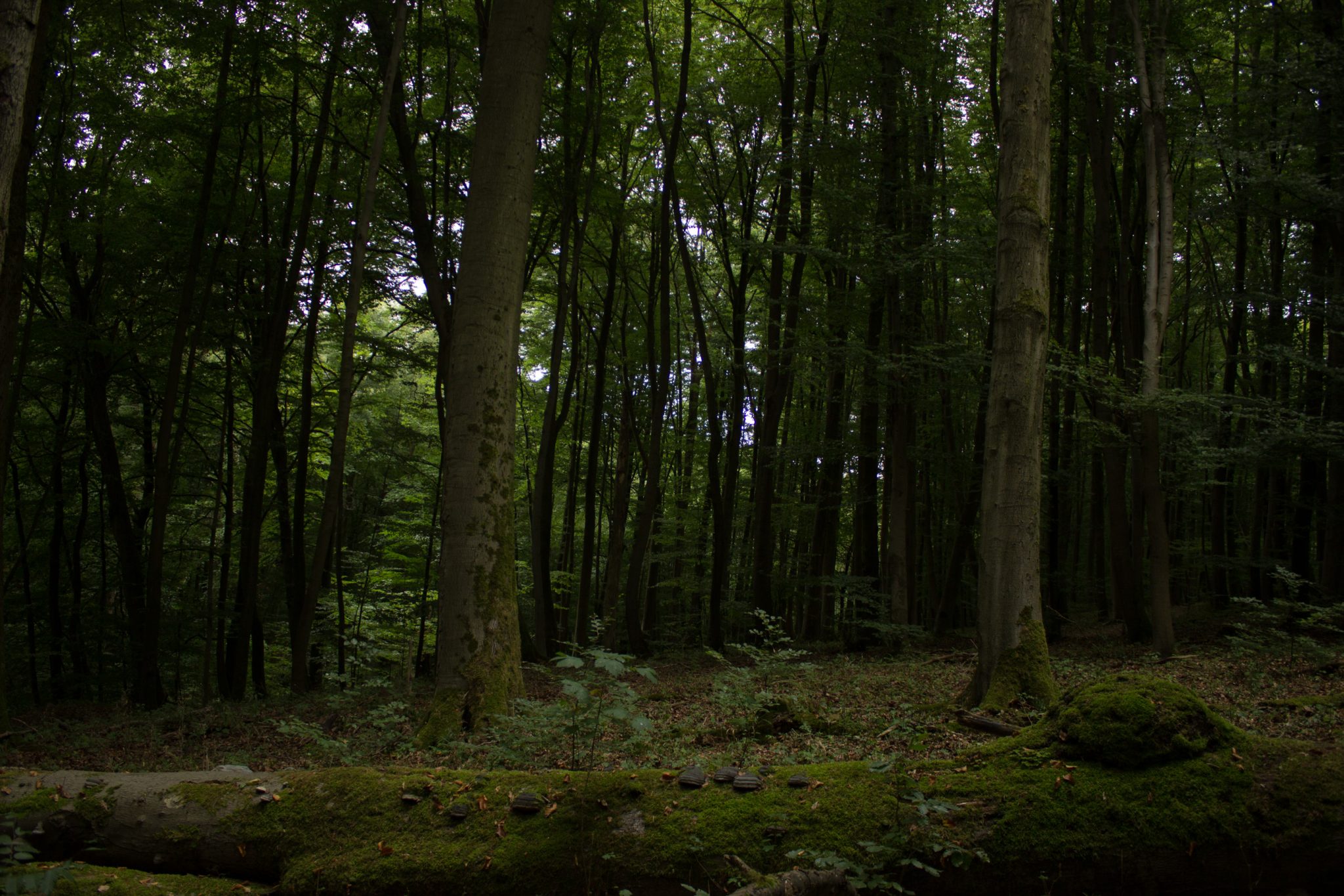Nationalpark Hainich Saugrabenweg und Betteleichenweg wandern, dichter, ursprünglicher Buchenwald, tolle Atmosphäre