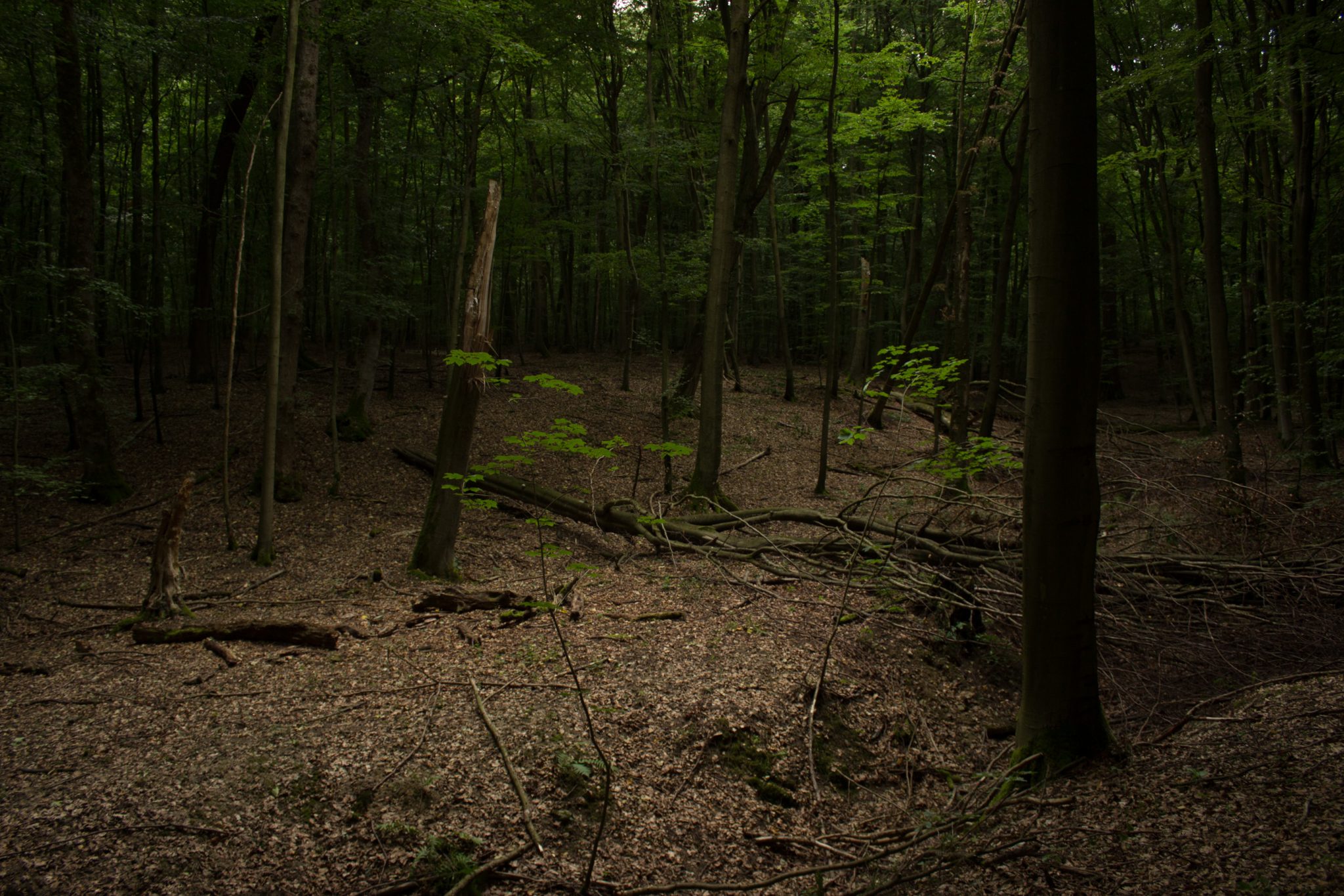 Nationalpark Hainich Saugrabenweg und Betteleichenweg wandern, dichter, ursprünglicher Buchenwald, tolle Atmosphäre