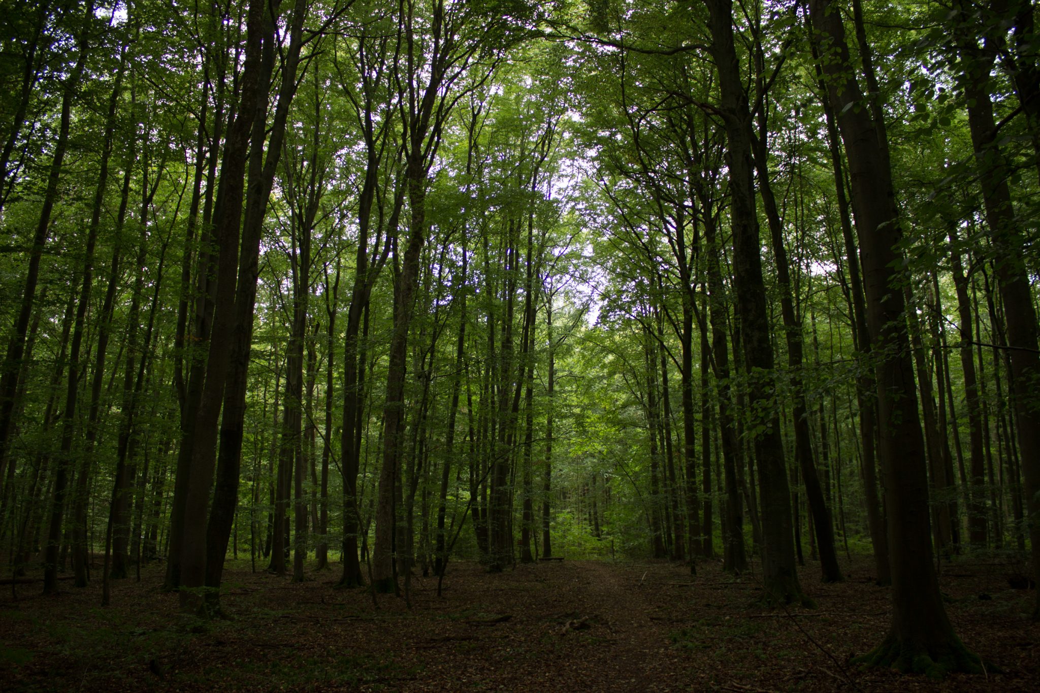 Nationalpark Hainich Saugrabenweg und Betteleichenweg wandern, dichter, ursprünglicher Buchenwald, tolle Atmosphäre, schmaler Pfad