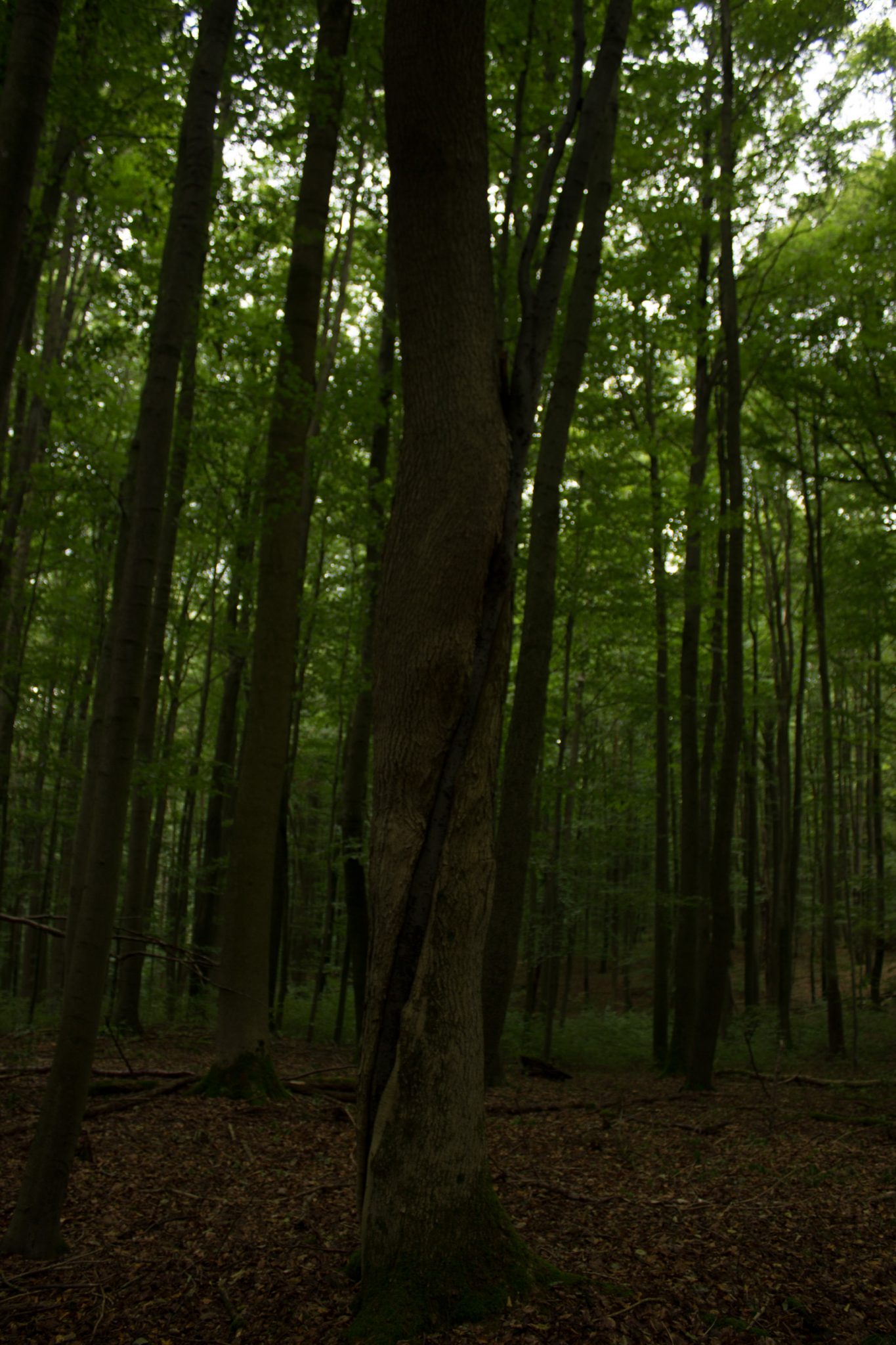 Nationalpark Hainich Saugrabenweg und Betteleichenweg wandern, dichter, ursprünglicher Buchenwald, tolle Atmosphäre