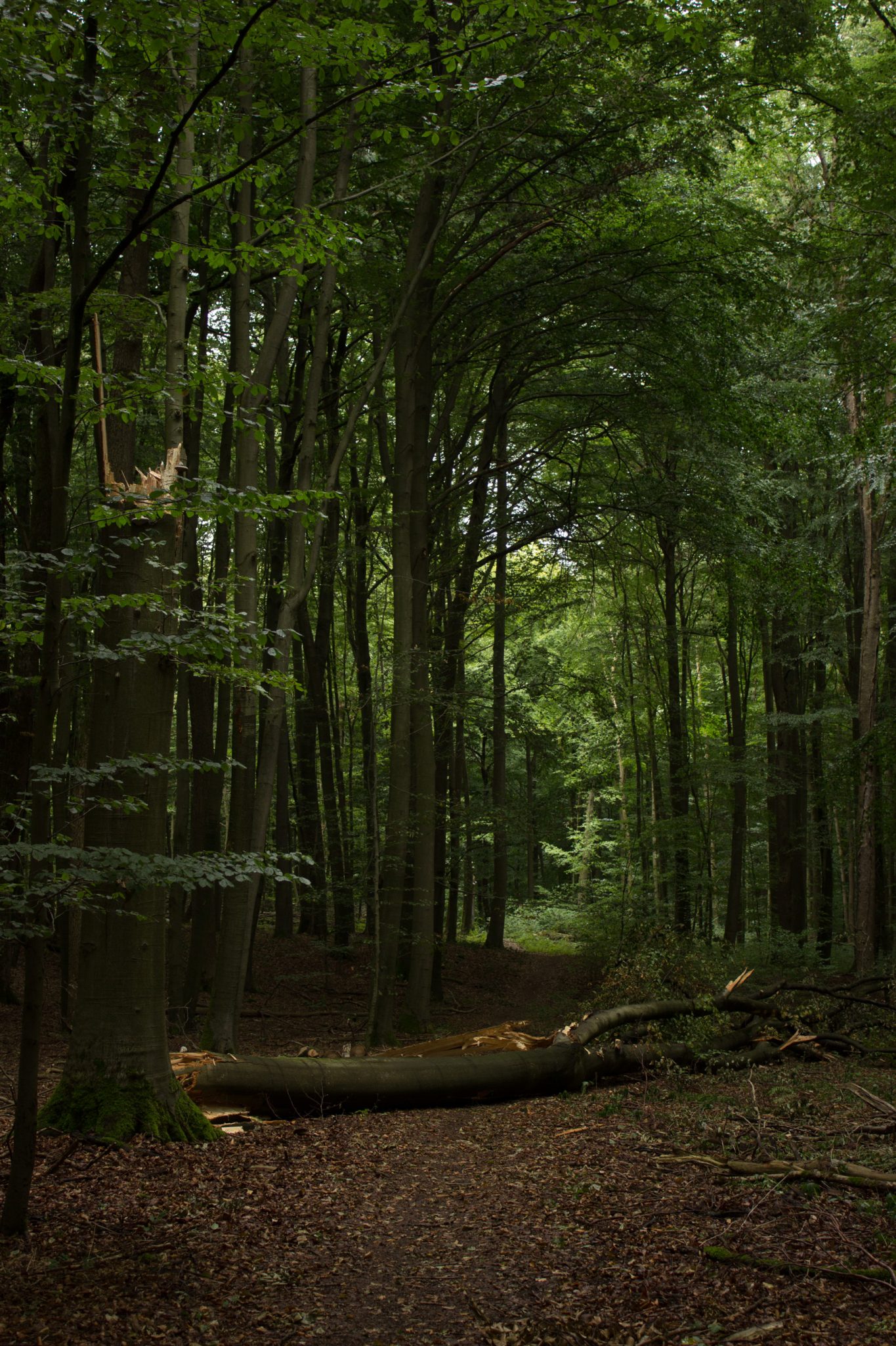 Nationalpark Hainich Saugrabenweg und Betteleichenweg wandern, dichter, ursprünglicher Buchenwald, tolle Atmosphäre, umgestürzter Baum wird liegen gelassen