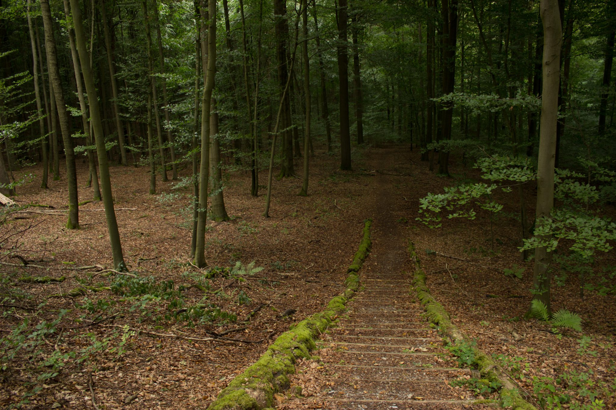Nationalpark Hainich Saugrabenweg und Betteleichenweg wandern, dichter, ursprünglicher Buchenwald, tolle Atmosphäre, Treppe im Hainich, ansonsten fast keine Änderung von Höhenmetern