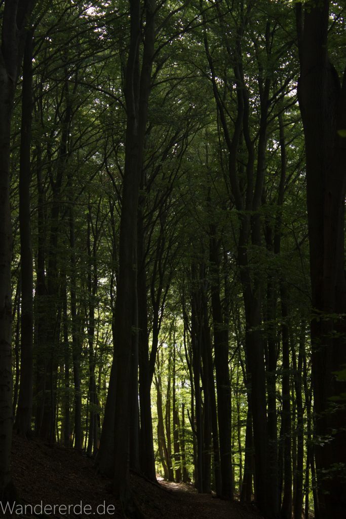 Urwaldsteig von Hemfurth nach Bringhausen zur Jausenstation, Nationalpark Kellerwald Edersee