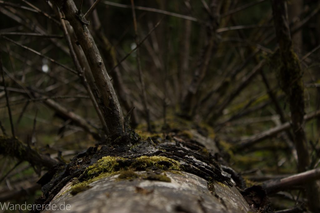 Von Frebershausen zum Quernst, zum Elisabetherplatz und zur Wolfsgrube, Wanderweg im schönen Wald im Nationalpark Kellerwald Edersee, umgekippter Baum