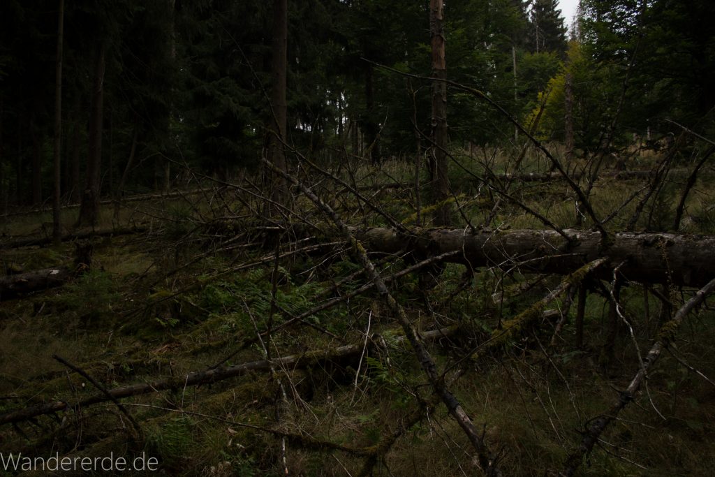 Von Frebershausen zum Quernst, zum Elisabetherplatz und zur Wolfsgrube, Wanderweg im schönen Wald im Nationalpark Kellerwald Edersee über naturbelassene Pfade, schöner Wald, umgekippter Baum