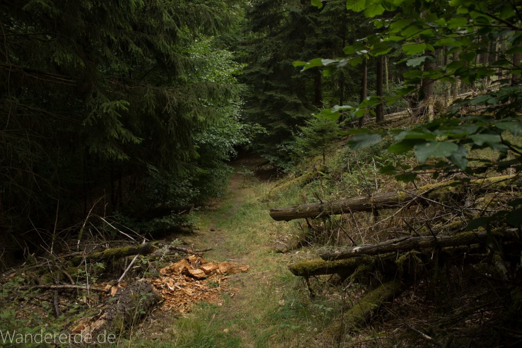 Von Frebershausen zum Quernst, zum Elisabetherplatz und zur Wolfsgrube, Wanderweg im schönen Wald im Nationalpark Kellerwald Edersee über naturbelassene Pfade, schöner Wald