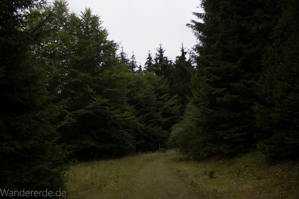 Von Frebershausen zum Quernst, zum Elisabetherplatz und zur Wolfsgrube, Wanderweg im schönen Wald im Nationalpark Kellerwald Edersee über naturbelassene Pfade, schöner Wald