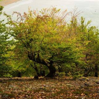 Wanderung um die Mühlecke, lohnenswerte kurze Wanderung über schmalen Pfad, tolle Aussicht, Krüppelbaum, schöne Lichtstimmung, saftig grüner Wald, Rundweg um Mühlecke, kleiner Berg