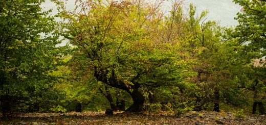 Wanderung um die Mühlecke, lohnenswerte kurze Wanderung über schmalen Pfad, tolle Aussicht, Krüppelbaum, schöne Lichtstimmung, saftig grüner Wald, Rundweg um Mühlecke, kleiner Berg