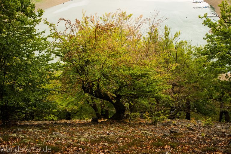 Wanderung um die Mühlecke, lohnenswerte kurze Wanderung über schmalen Pfad, tolle Aussicht, Krüppelbaum, schöne Lichtstimmung, saftig grüner Wald, Rundweg um Mühlecke, kleiner Berg