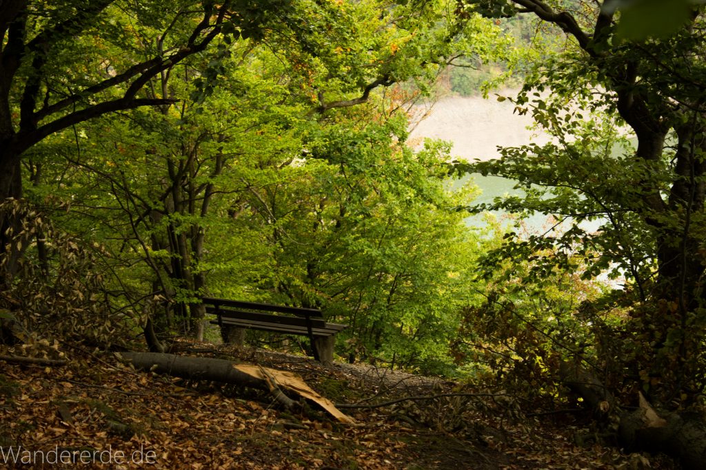 Wanderung um die Mühlecke, lohnenswerte kurze Wanderung über schmalen Pfad, tolle Aussicht, Krüppelbaum, schöne Lichtstimmung, saftig grüner Wald, Rundweg um Mühlecke, kleiner Berg