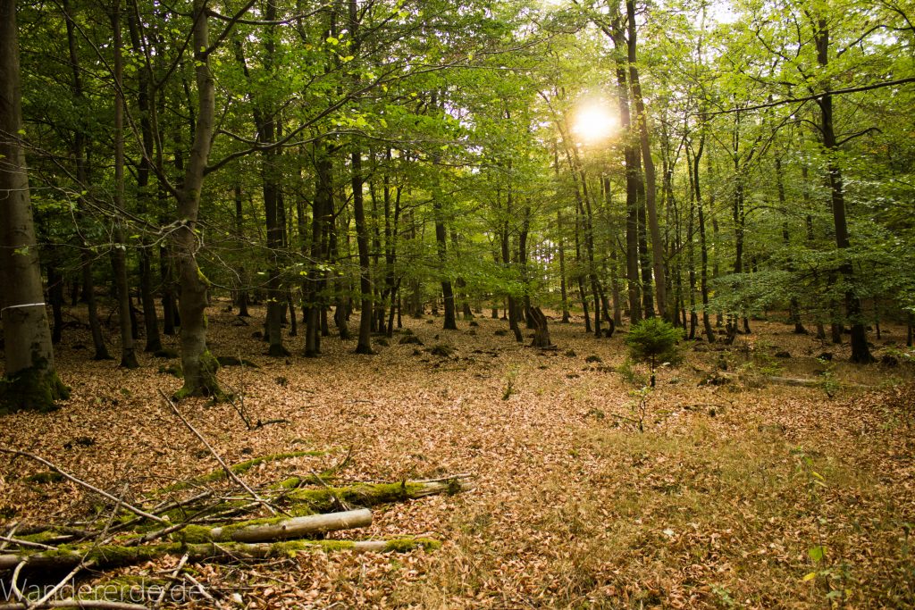 Wanderung um die Mühlecke, lohnenswerte kurze Wanderung über schmalen Pfad, tolle Aussicht, Krüppelbaum, schöne Lichtstimmung, saftig grüner Wald, Rundweg um Mühlecke, kleiner Berg