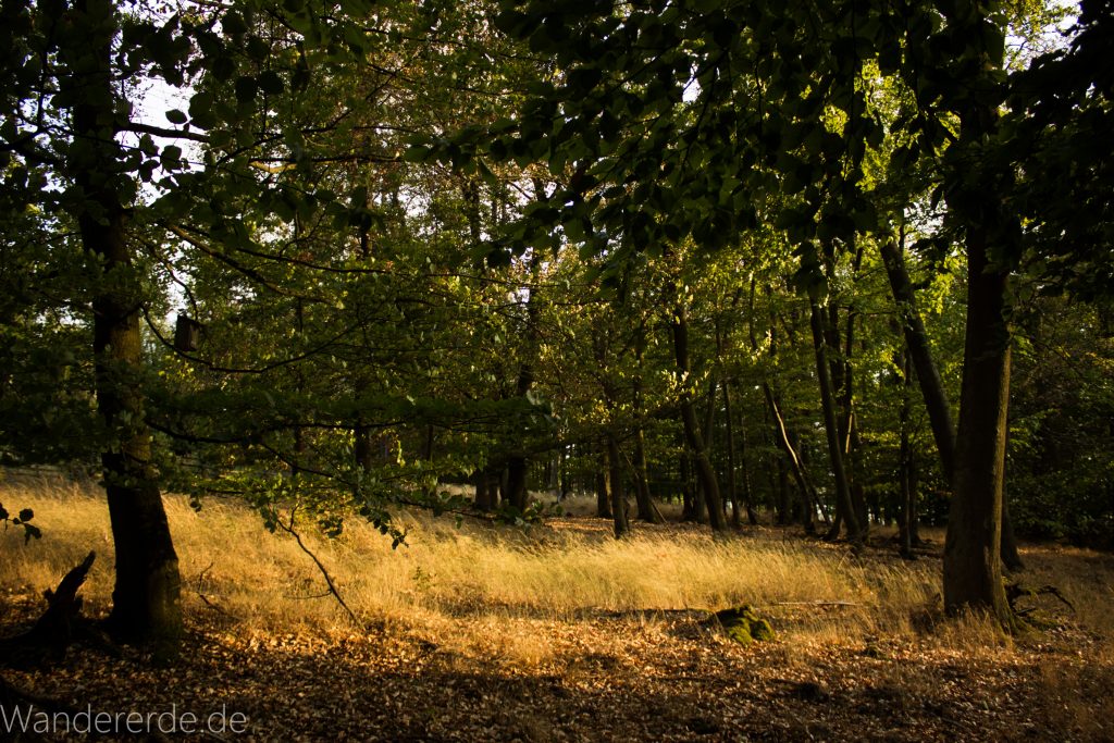 Wanderung um die Mühlecke, lohnenswerte kurze Wanderung über schmalen Pfad, tolle Aussicht, Krüppelbaum, schöne Lichtstimmung, saftig grüner Wald, Rundweg um Mühlecke, kleiner Berg