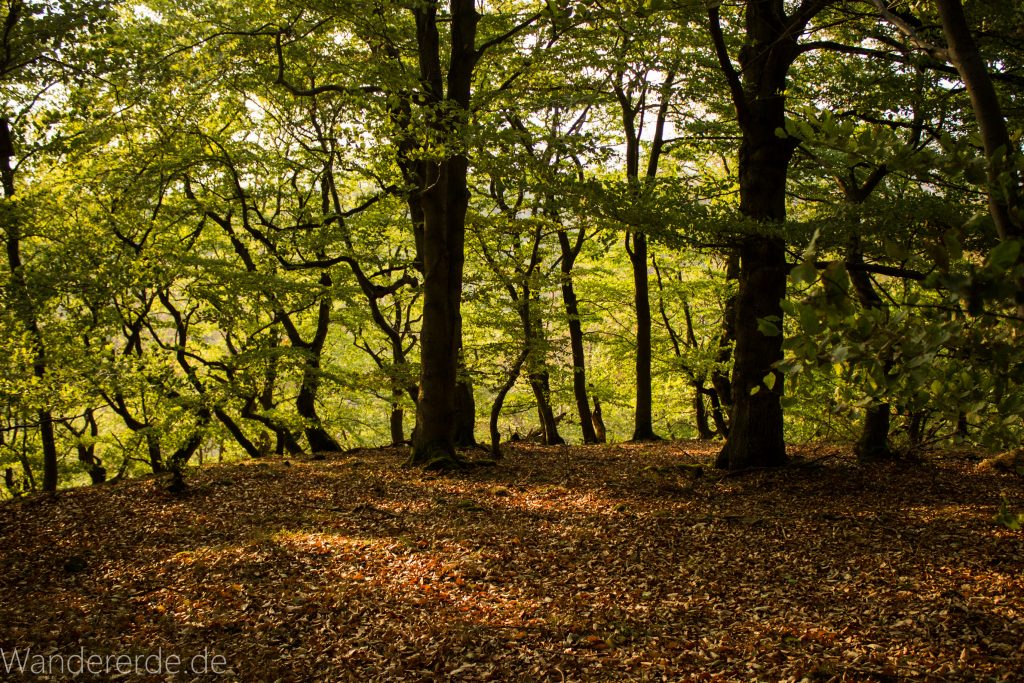 Wanderung um die Mühlecke, lohnenswerte kurze Wanderung über schmalen Pfad, tolle Aussicht, Krüppelbaum, schöne Lichtstimmung, saftig grüner Wald, Rundweg um Mühlecke, kleiner Berg