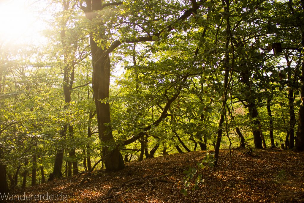 Wanderung um die Mühlecke, lohnenswerte kurze Wanderung über schmalen Pfad, tolle Aussicht, Krüppelbaum, schöne Lichtstimmung, saftig grüner Wald, Rundweg um Mühlecke, kleiner Berg