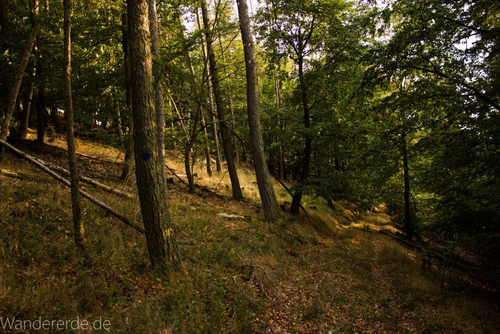 Wanderung um die Mühlecke, lohnenswerte kurze Wanderung über schmalen Pfad, tolle Aussicht, Krüppelbaum, schöne Lichtstimmung, saftig grüner Wald, Rundweg um Mühlecke, kleiner Berg