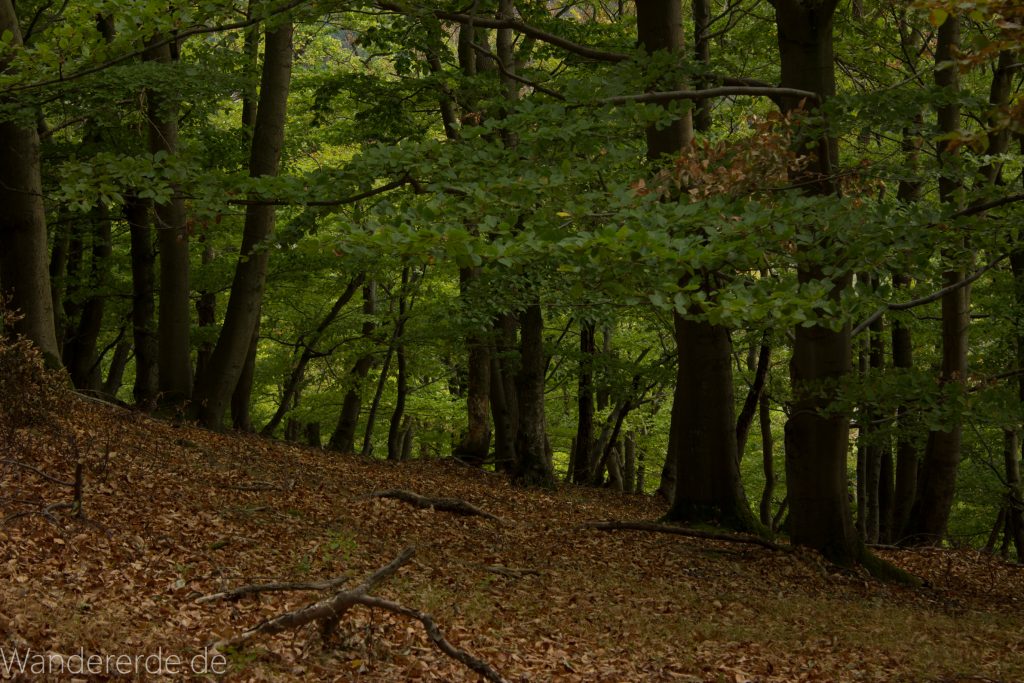Wanderung um die Mühlecke, lohnenswerte kurze Wanderung über schmalen Pfad, tolle Aussicht, Krüppelbaum, schöne Lichtstimmung, saftig grüner Wald, Rundweg um Mühlecke, kleiner Berg