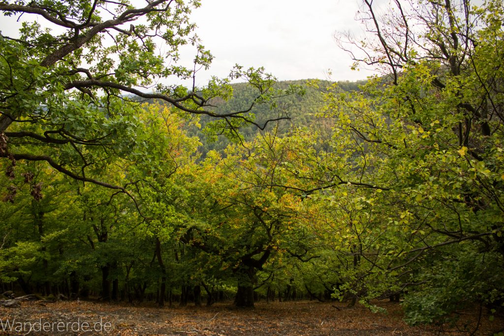 Wanderung um die Mühlecke, lohnenswerte kurze Wanderung über schmalen Pfad, tolle Aussicht, Krüppelbaum, schöne Lichtstimmung, saftig grüner Wald, Rundweg um Mühlecke, kleiner Berg