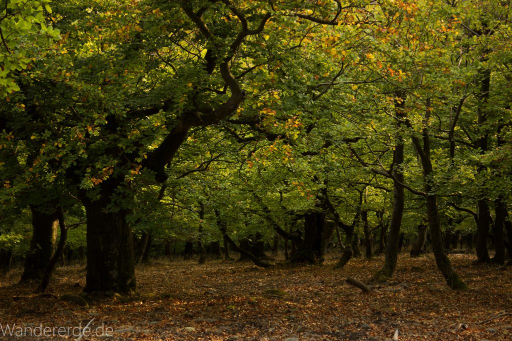 Wanderung um die Mühlecke, lohnenswerte kurze Wanderung über schmalen Pfad, tolle Aussicht, Krüppelbaum, schöne Lichtstimmung, saftig grüner Wald, Rundweg um Mühlecke, kleiner Berg