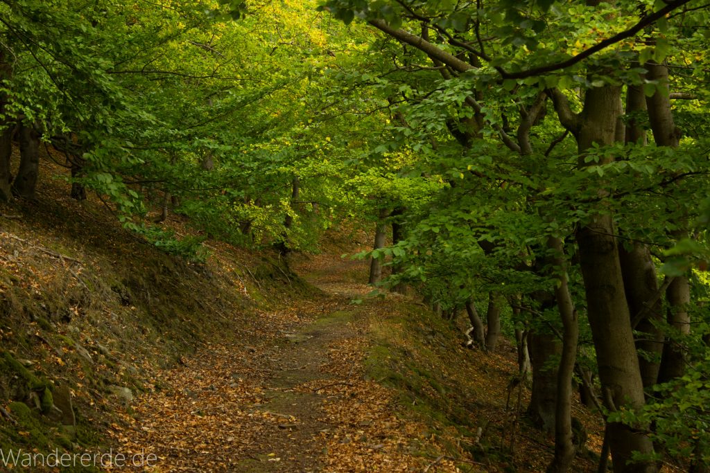 Wanderung um die Mühlecke, lohnenswerte kurze Wanderung über schmalen Pfad, tolle Aussicht, Krüppelbaum, schöne Lichtstimmung, saftig grüner Wald, Rundweg um Mühlecke, kleiner Berg