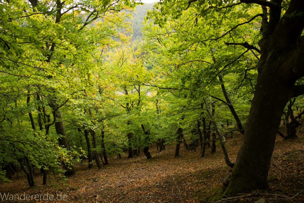 Wanderung um die Mühlecke, lohnenswerte kurze Wanderung über schmalen Pfad, tolle Aussicht, Krüppelbaum, schöne Lichtstimmung, saftig grüner Wald, Rundweg um Mühlecke, kleiner Berg