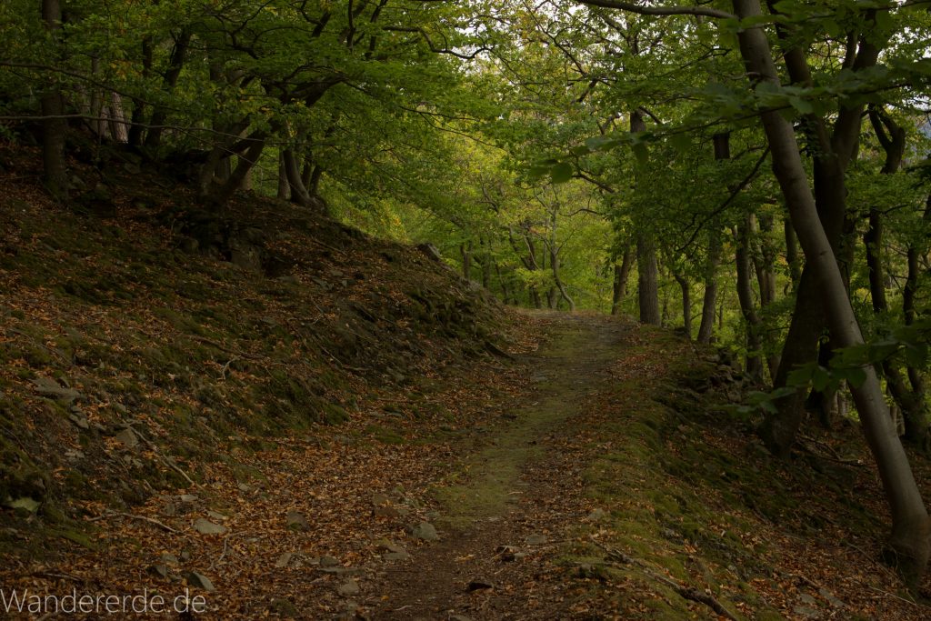 Wanderung um die Mühlecke, lohnenswerte kurze Wanderung über schmalen Pfad, tolle Aussicht, Krüppelbaum, schöne Lichtstimmung, saftig grüner Wald, Rundweg um Mühlecke, kleiner Berg