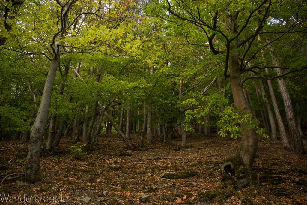 Wanderung um die Mühlecke, lohnenswerte kurze Wanderung über schmalen Pfad, tolle Aussicht, Krüppelbaum, schöne Lichtstimmung, saftig grüner Wald, Rundweg um Mühlecke, kleiner Berg