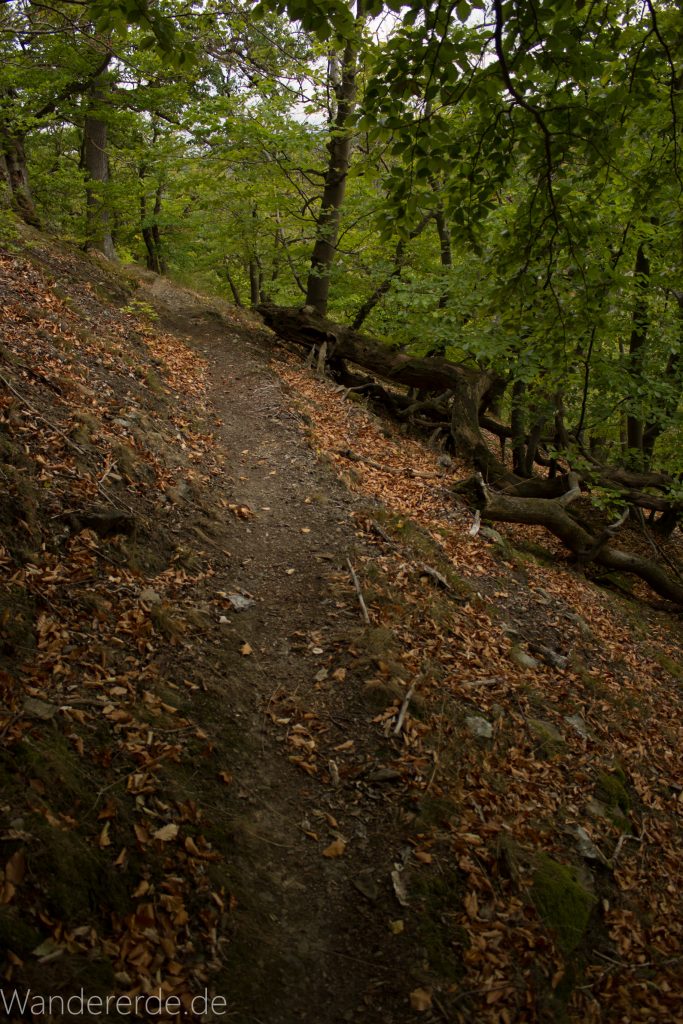 Wanderung um die Mühlecke, lohnenswerte kurze Wanderung über schmalen Pfad, tolle Aussicht, Krüppelbaum, schöne Lichtstimmung, saftig grüner Wald, Rundweg um Mühlecke, kleiner Berg