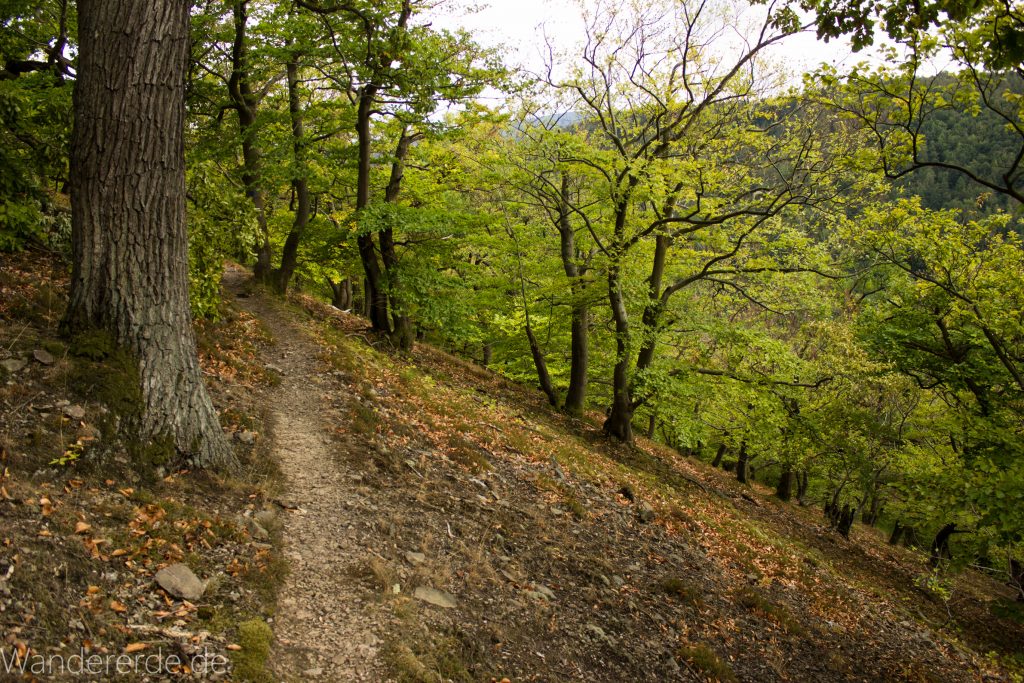Wanderung um die Mühlecke, lohnenswerte kurze Wanderung über schmalen Pfad, tolle Aussicht, Krüppelbaum, schöne Lichtstimmung, saftig grüner Wald, Rundweg um Mühlecke, kleiner Berg
