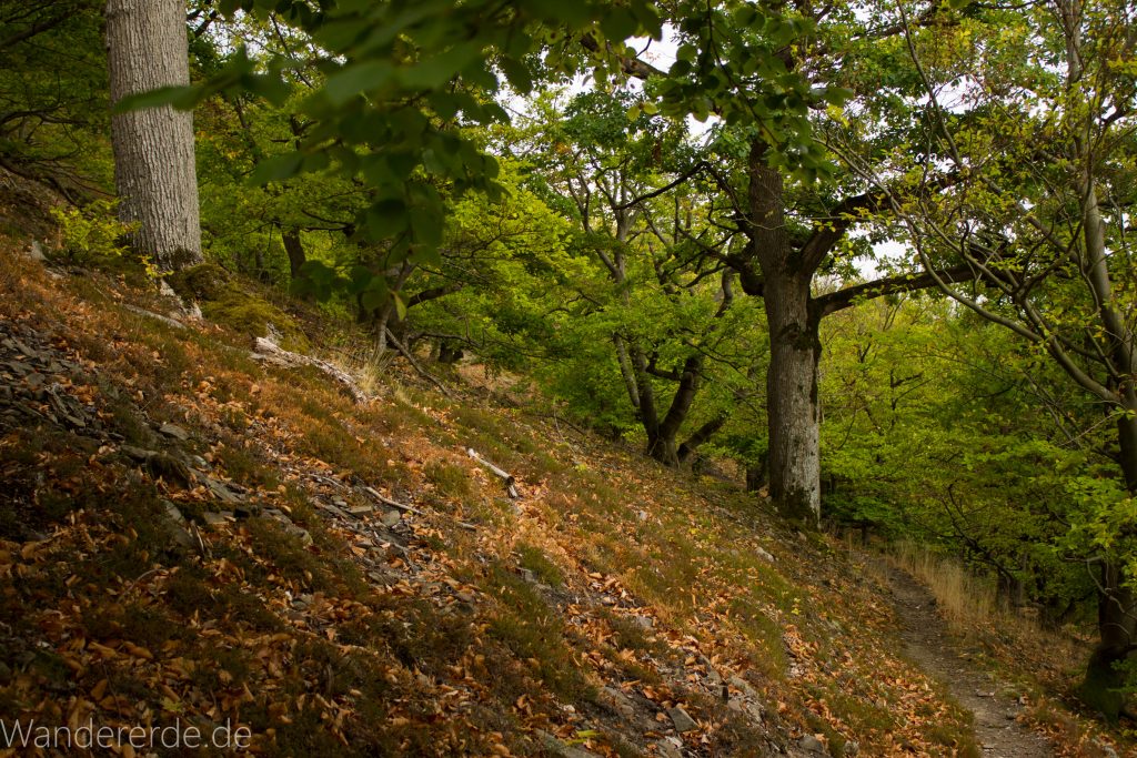 Wanderung um die Mühlecke, lohnenswerte kurze Wanderung über schmalen Pfad, tolle Aussicht, Krüppelbaum, schöne Lichtstimmung, saftig grüner Wald, Rundweg um Mühlecke, kleiner Berg