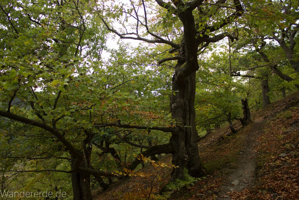 Wanderung um die Mühlecke, lohnenswerte kurze Wanderung über schmalen Pfad, tolle Aussicht, Krüppelbaum, schöne Lichtstimmung, saftig grüner Wald, Rundweg um Mühlecke, kleiner Berg