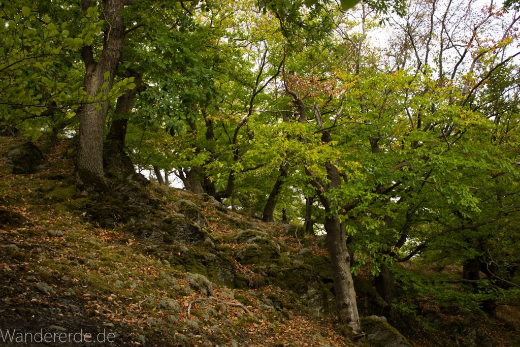 Wanderung um die Mühlecke, lohnenswerte kurze Wanderung über schmalen Pfad, tolle Aussicht, Krüppelbaum, schöne Lichtstimmung, saftig grüner Wald, Rundweg um Mühlecke, kleiner Berg