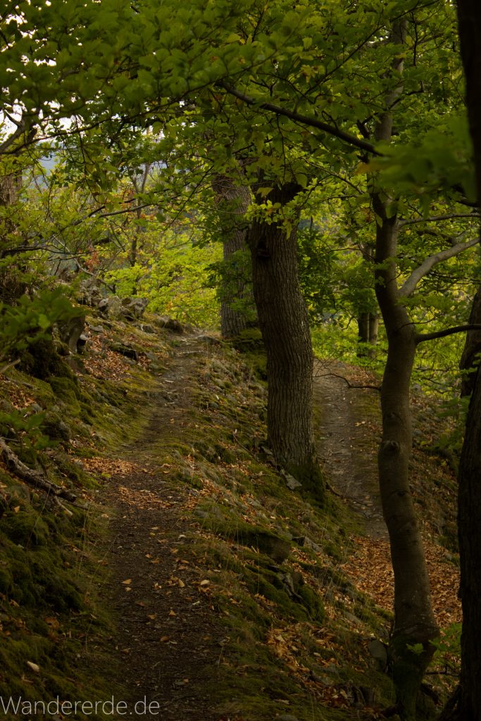 Wanderung um die Mühlecke, lohnenswerte kurze Wanderung über schmalen Pfad, tolle Aussicht, Krüppelbaum, schöne Lichtstimmung, saftig grüner Wald, Rundweg um Mühlecke, kleiner Berg