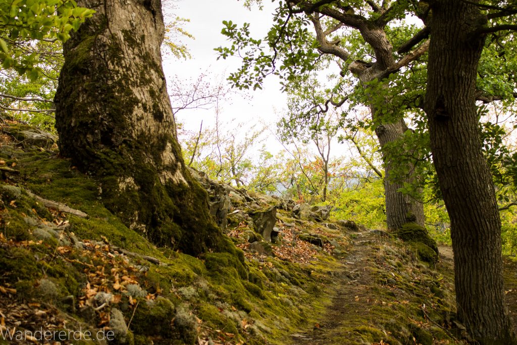 Wanderung um die Mühlecke, lohnenswerte kurze Wanderung über schmalen Pfad, tolle Aussicht, Krüppelbaum, schöne Lichtstimmung, saftig grüner Wald, Rundweg um Mühlecke, kleiner Berg