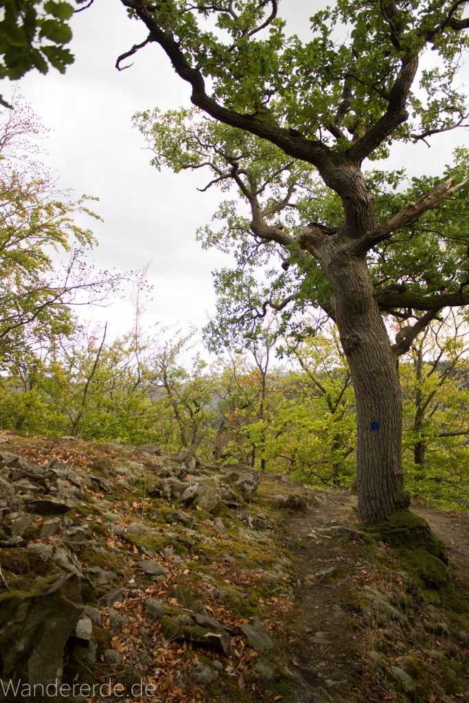 Wanderung um die Mühlecke, lohnenswerte kurze Wanderung über schmalen Pfad, tolle Aussicht, Krüppelbaum, schöne Lichtstimmung, saftig grüner Wald, Rundweg um Mühlecke, kleiner Berg