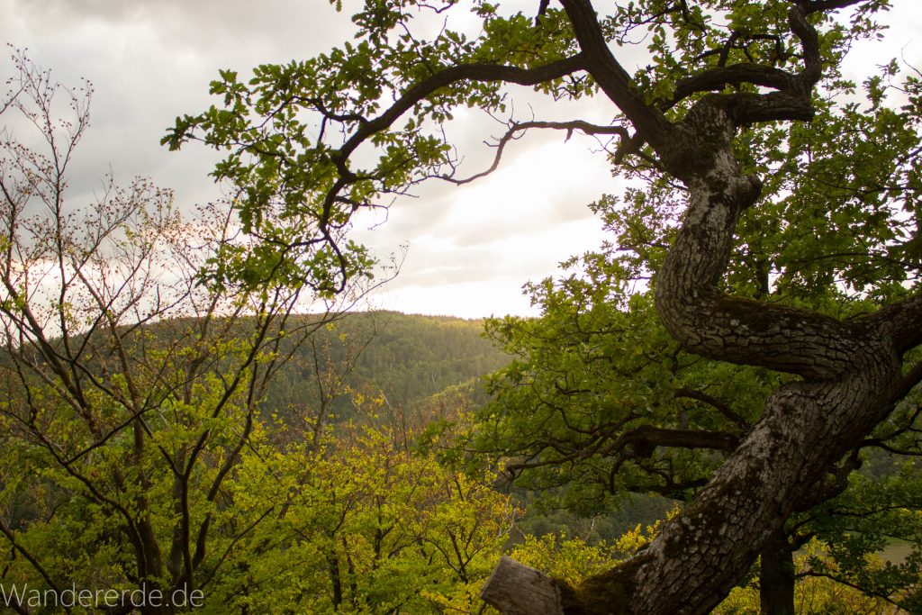 Wanderung um die Mühlecke, lohnenswerte kurze Wanderung über schmalen Pfad, tolle Aussicht, Krüppelbaum, schöne Lichtstimmung, saftig grüner Wald, Rundweg um Mühlecke, kleiner Berg