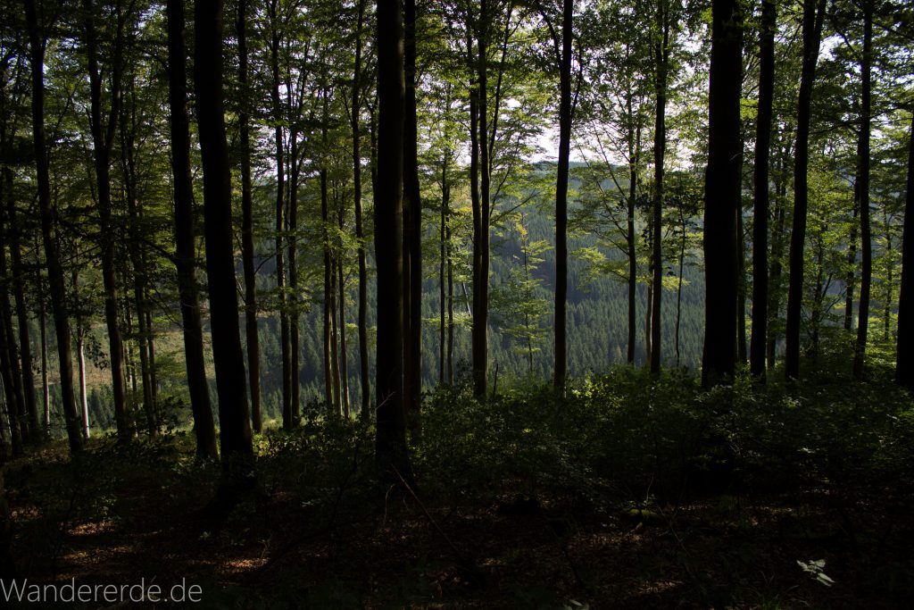 Kahler Asten-Steig, Wanderung auf den Berg Kahler Asten im Sauerland in Nordrhein-Westfalen, Weg durch schönen Wald