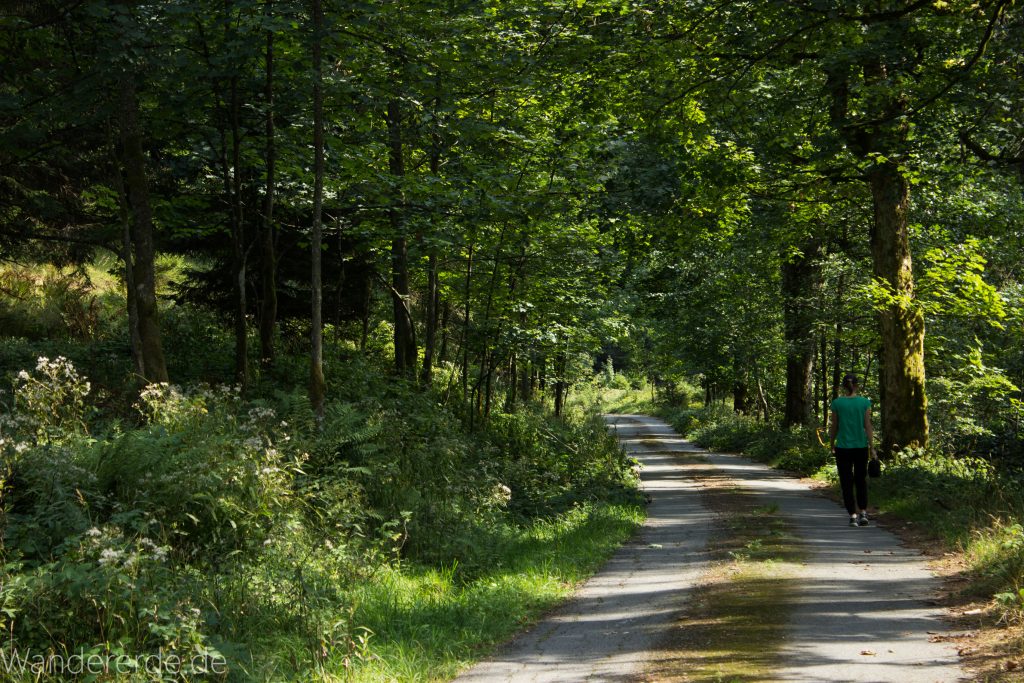 Dreibrodesteine Wanderung im Harz bei Sankt Andreasberg, Weg durch das schöne Siebertal
