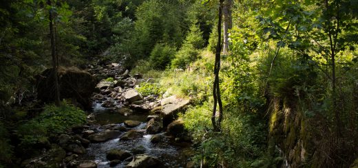 Dreibrodesteine Wanderung im Harz bei Sankt Andreasberg, Weg durch das schöne Siebertal