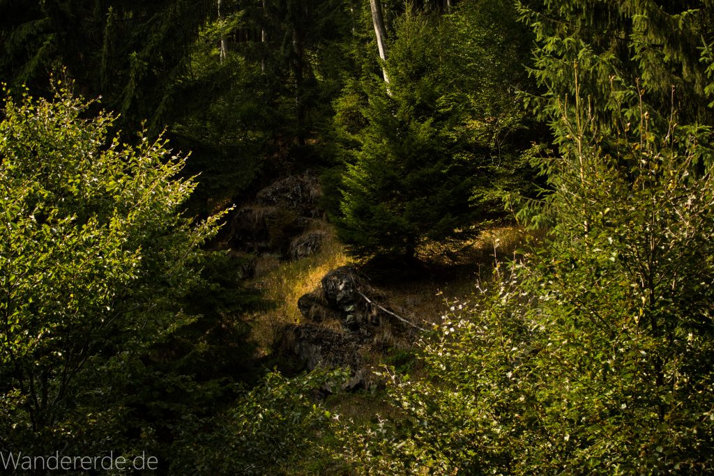 Dreibrodesteine Wanderung im Harz bei Sankt Andreasberg