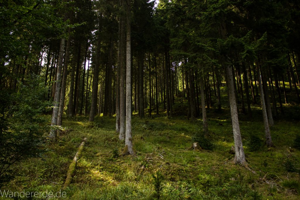 Dreibrodesteine Wanderung im Harz bei Sankt Andreasberg