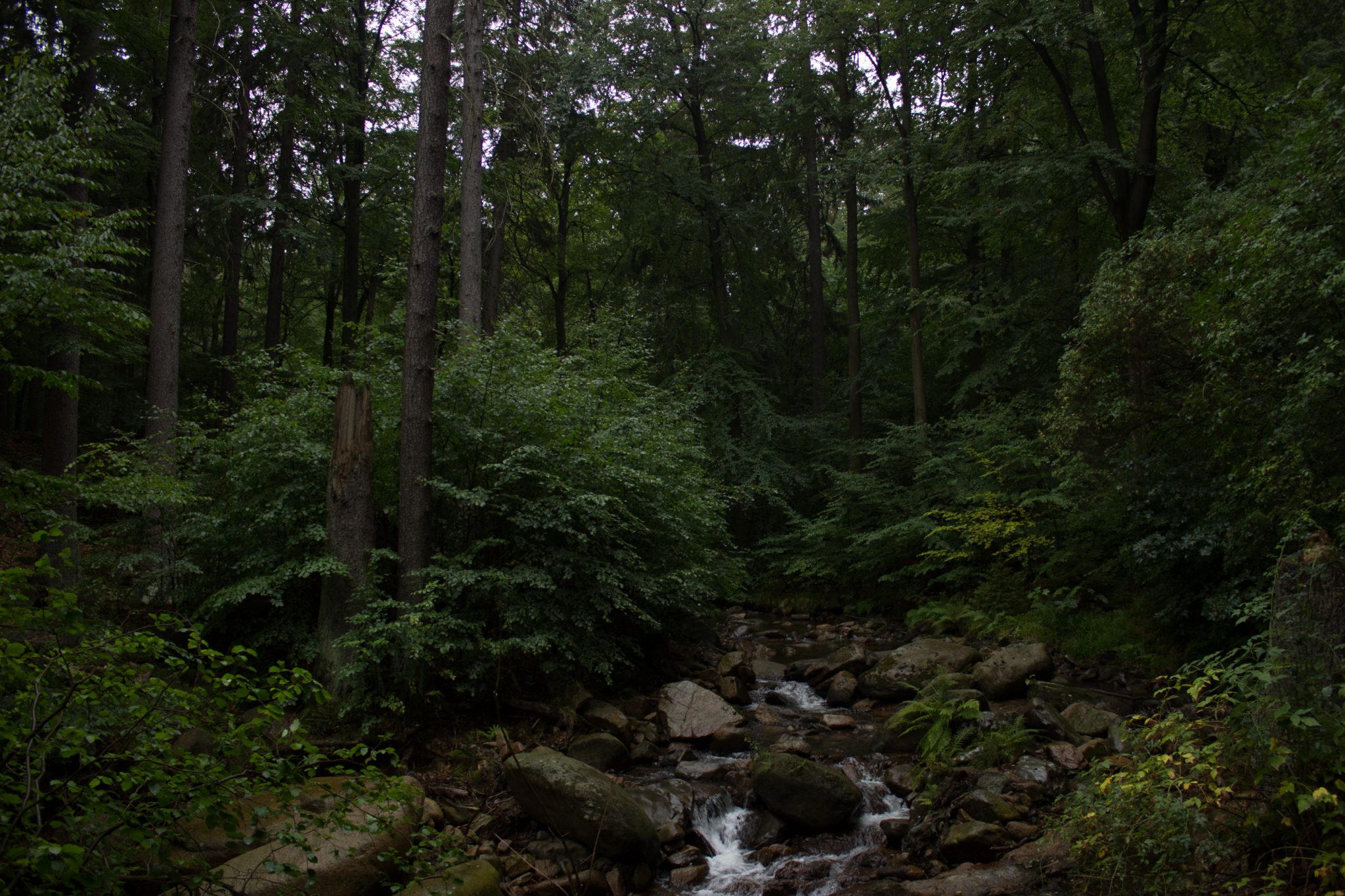 Wanderung Brocken über Heinrich-Heine-Weg Start in Ilsenburg, Nationalpark Harz, schöner Wanderweg im Wald entlang des Fluß Ilse, atmosphärisch, herrliche frische Luft